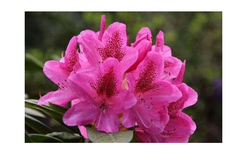 Rhododendron-Sorten
