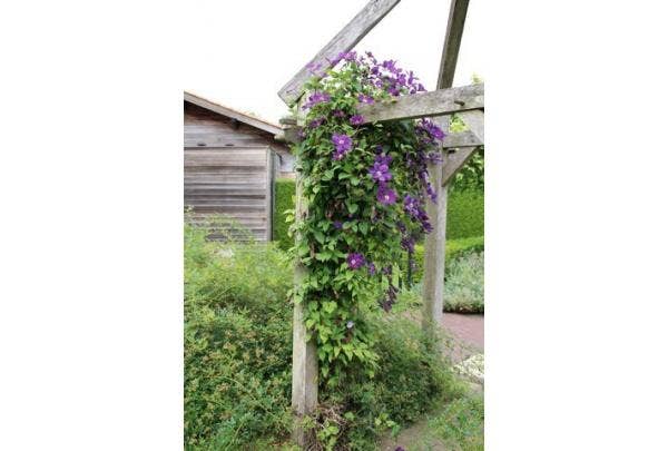 Kletterpflanzen - Arten