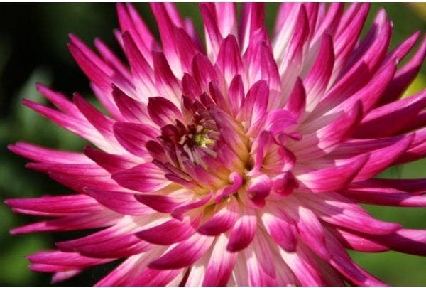 Zwiebelpflanzen aufbewahren