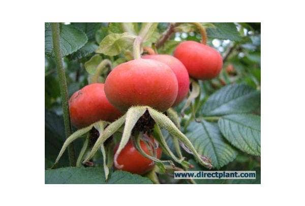 Heckenrose und Hagebutte