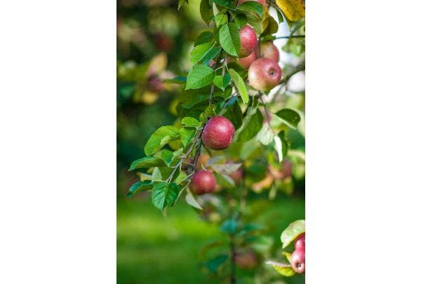 Obstgarten mit Obstbäumen