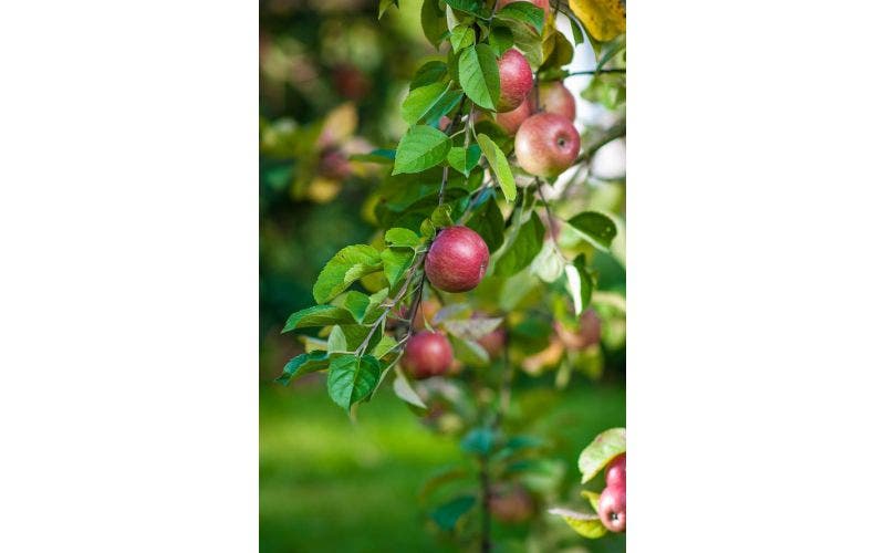 Obstgarten mit Obstbäumen