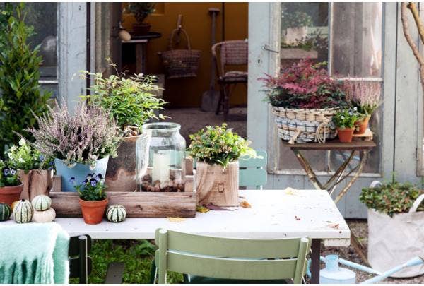 Topfpflanzen im Winter