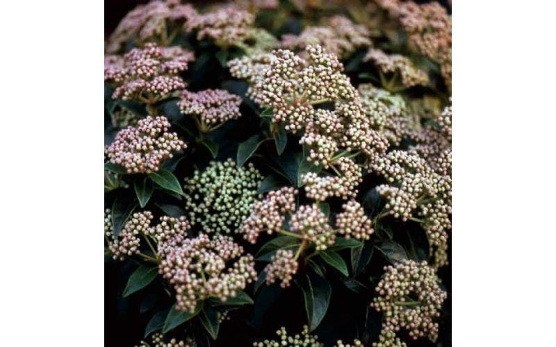 Schneeball - Viburnum