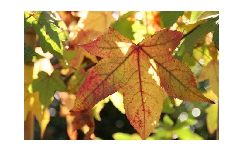 Bernsteinbaum (Liquidambar)