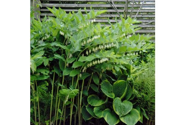 Stauden mit schönem Laub