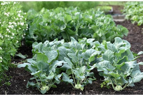 Gemüsegarten düngen: wie und wann