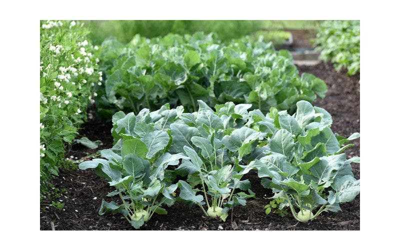 Gemüsegarten düngen: wie und wann