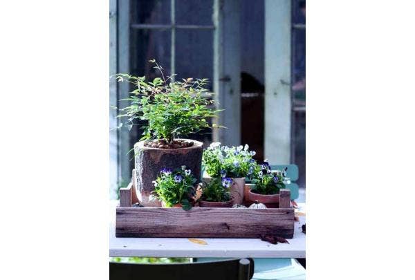 Winterpflanzen kombinieren