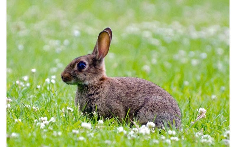 Pflanzen, die Kaninchen nicht mögen
