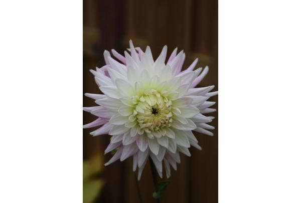 Dahlien im Winter aufbewahren