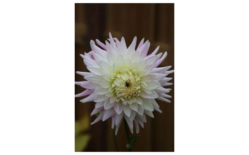 Dahlien im Winter aufbewahren