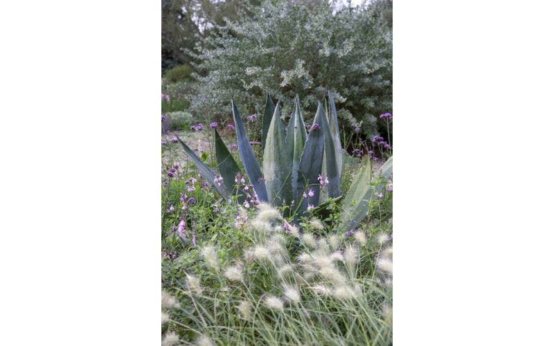 Winterharte Agave