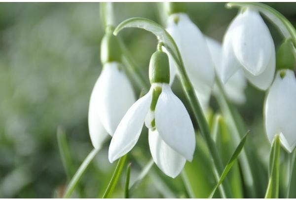 Schneeglöckchen pflanzen und teilen