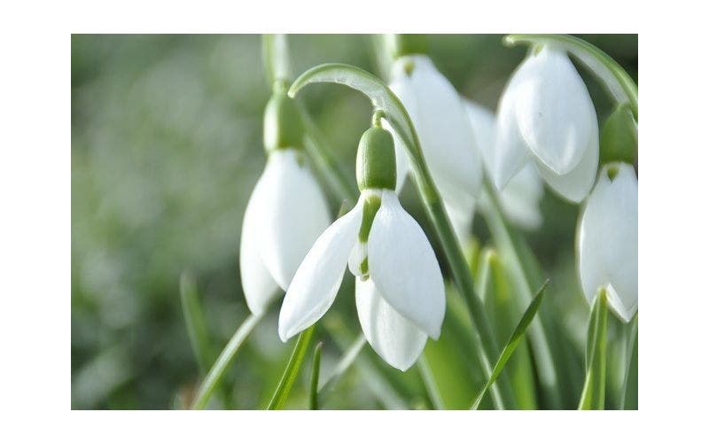 Schneeglöckchen pflanzen und teilen