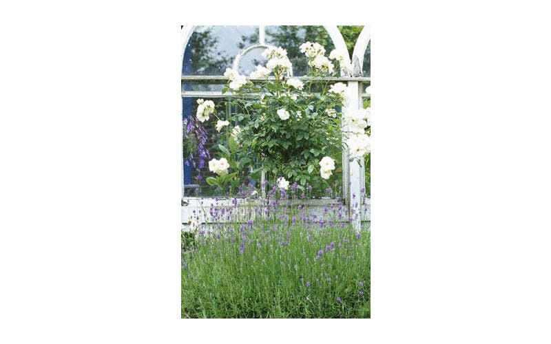 Stamrose