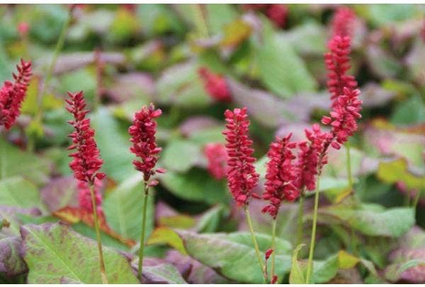 Knöterich (Persicaria)