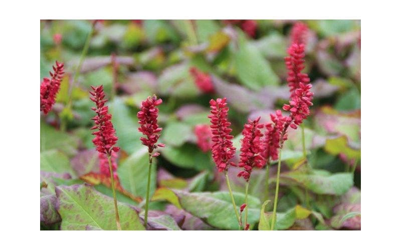 Knöterich (Persicaria)