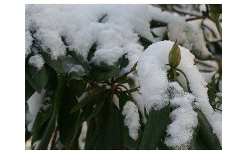 Garten winterfest