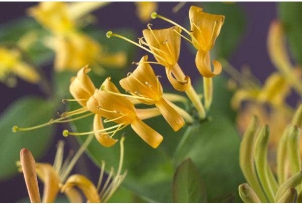 blühende Kletterpflanzen