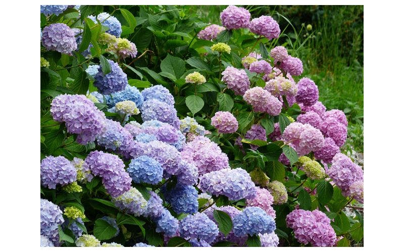 Blaue Hortensien