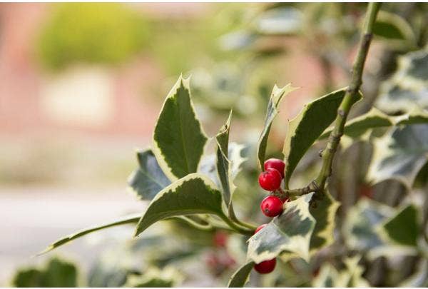 Gartenkalender Dezember