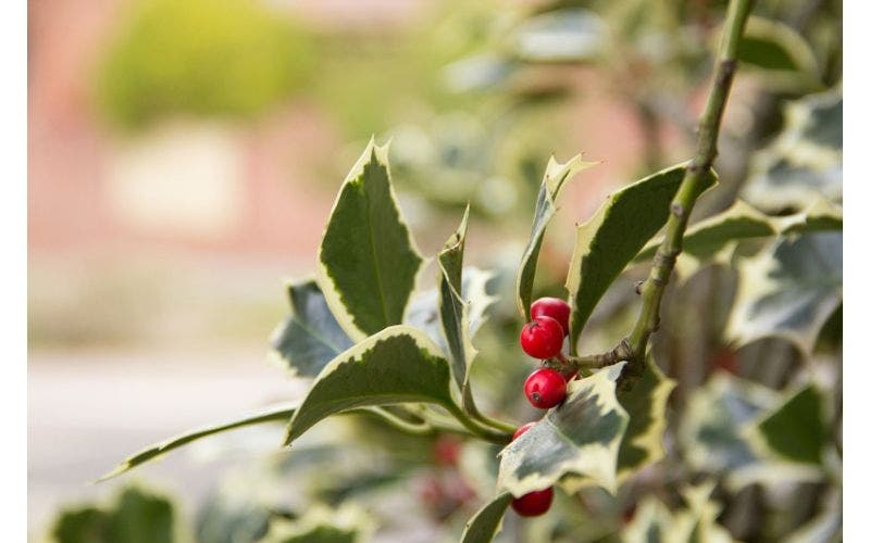Gartenkalender Dezember