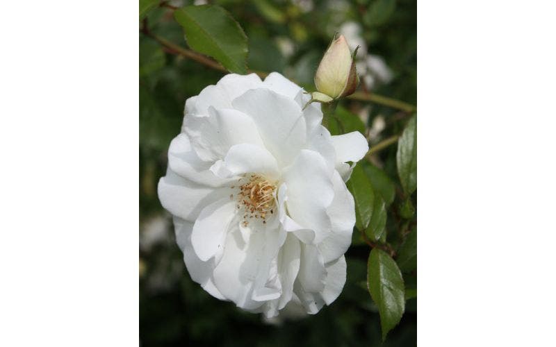 Rosen ausbiegen