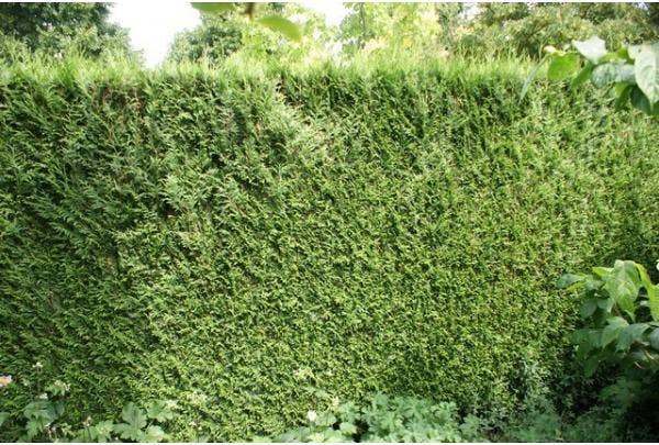 Kahlstellen in der Hecke