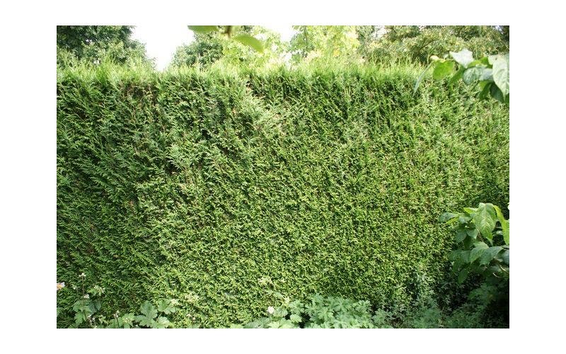 Kahlstellen in der Hecke