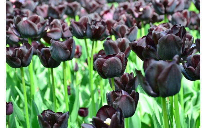 Schwarze Tulpe