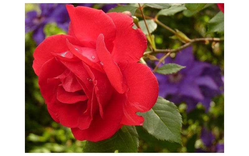Rote Rosen
