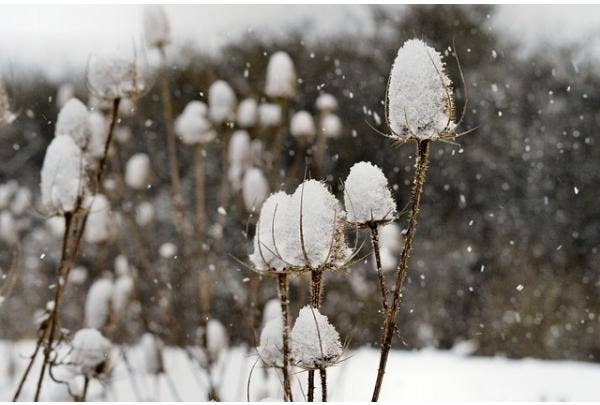Pflanzen für den Wintergarten