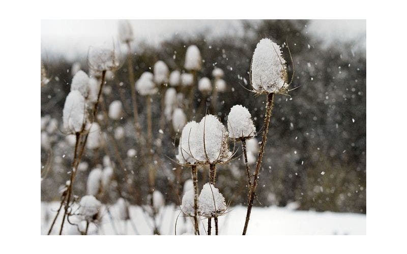 Pflanzen für den Wintergarten