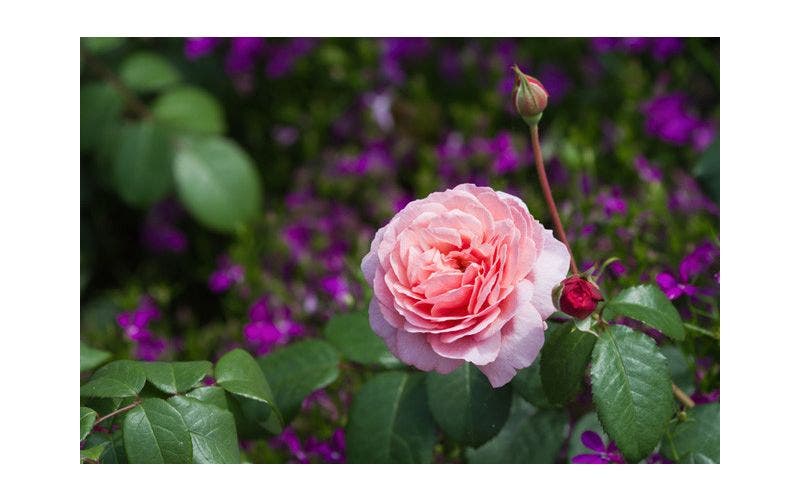 Rosen im Garten