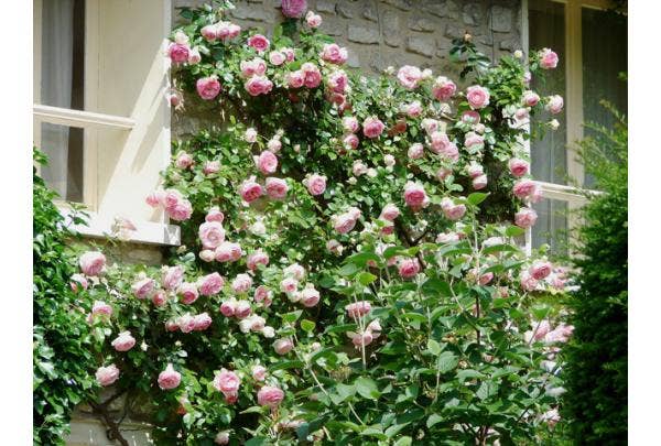 Kletterrose schneiden