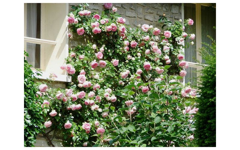 Kletterrose schneiden