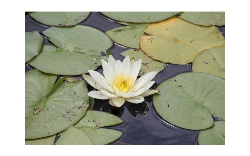 Seerose (Nymphaea)