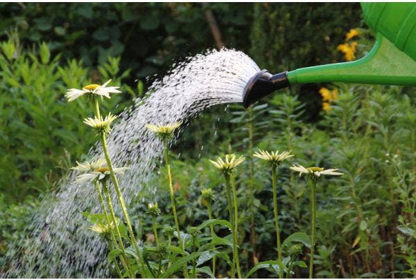 Neue Pflanzen pflegen