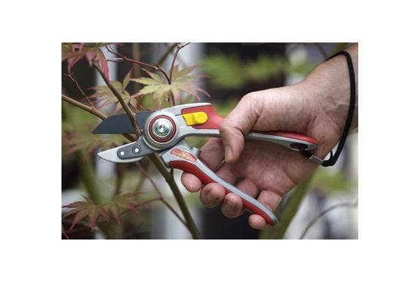 Japanischen Fächerahorn schneiden