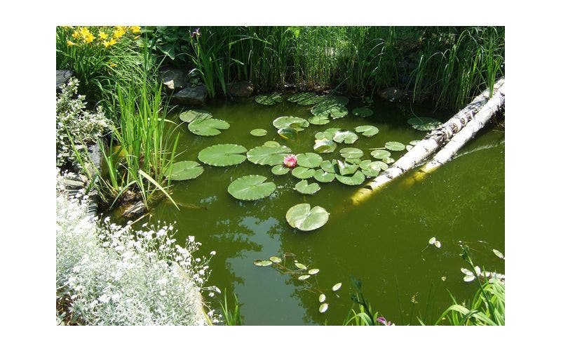 Garten Teich
