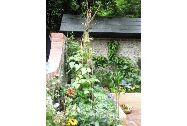 Kletterpflanzen anbinden