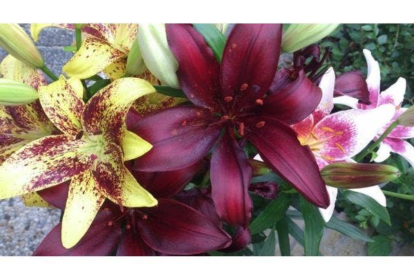 Blumenzwiebeln im Topf