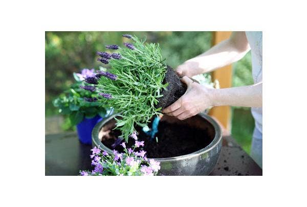 Pflanzenkübel befüllen