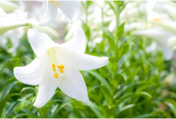 Weiße Lilie (Lilium)
