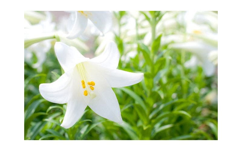 Weiße Lilie (Lilium)