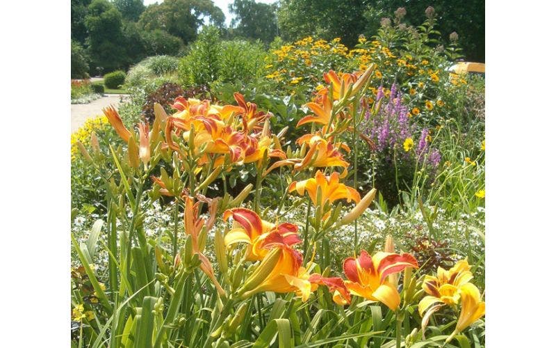 Hemerocallis - Taglilie