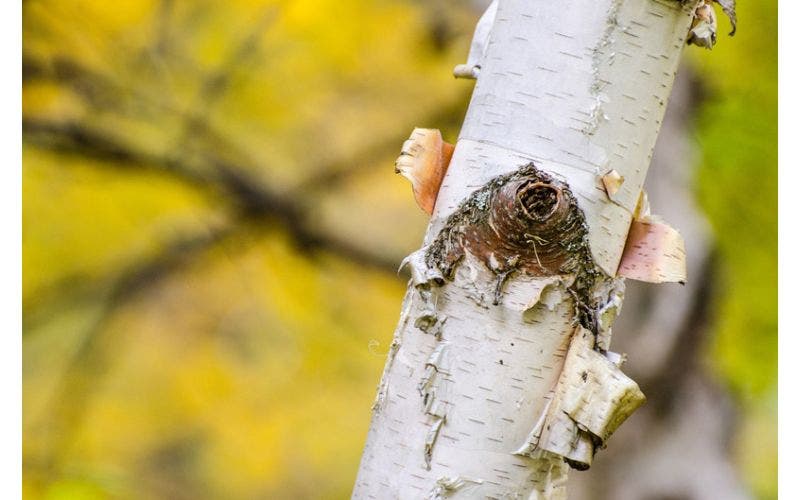 Birke (Betula) - besonders wegen ihrer Rinde