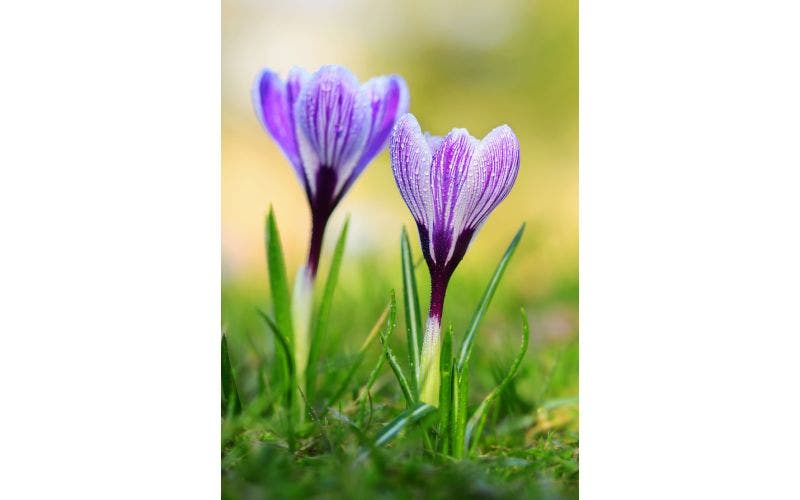 Krokus Pflanzen