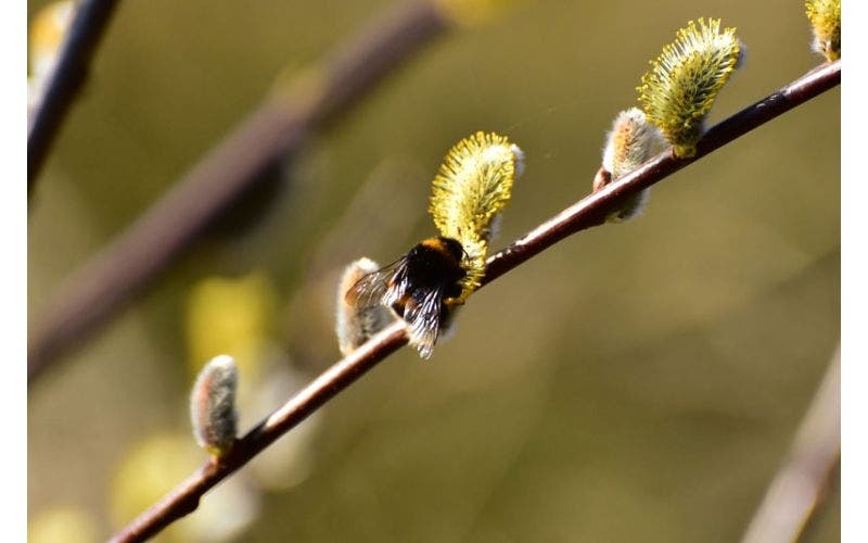 Weidenkätzchen (Salix)